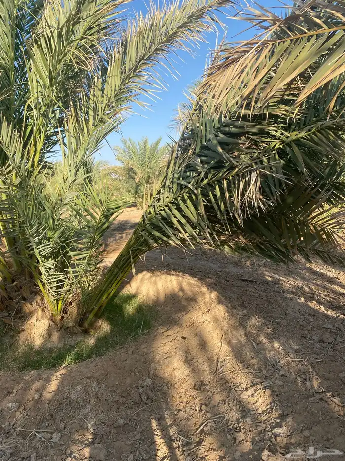 فسائل روثانة 1