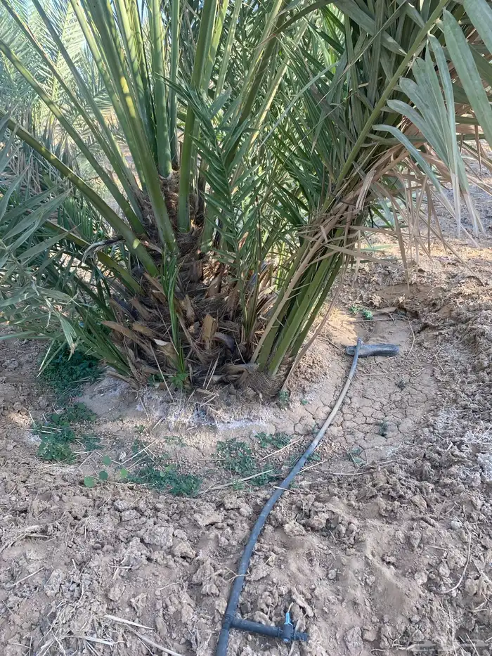 فسائل روثانة 2