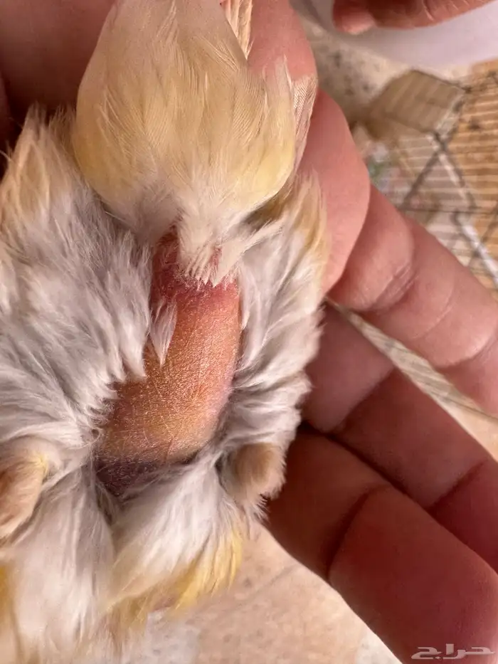 انثى كناري جاسب جاااهزة. تم البيع 3