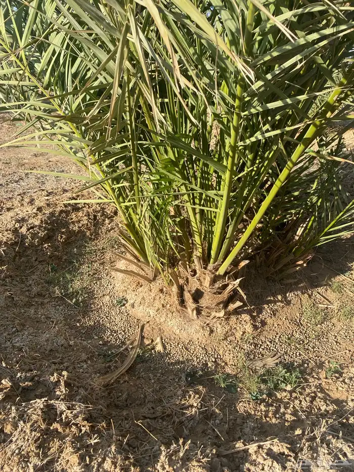 فسائل روثانة 3