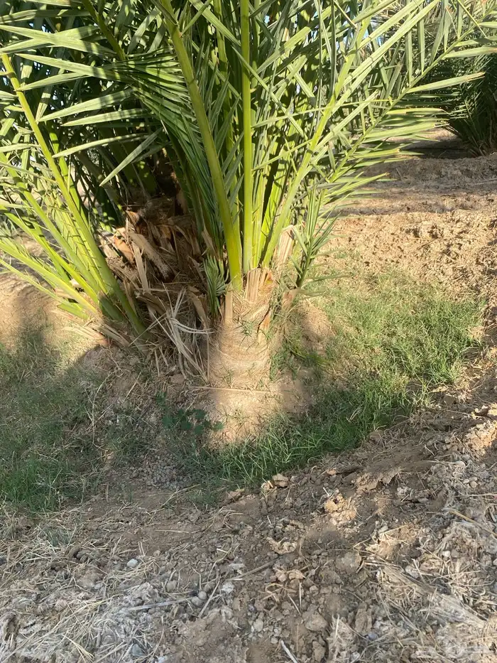 فسائل روثانة 0