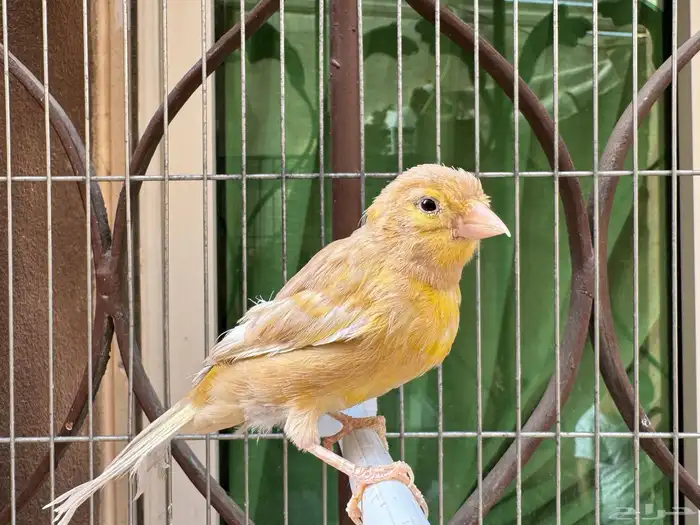 انثى كناري جاسب جاااهزة. تم البيع 0