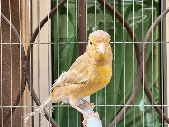 انثى كناري جاسب جاااهزة. تم البيع 2
