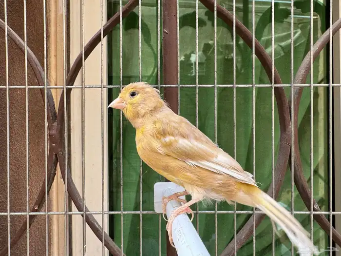 انثى كناري جاسب جاااهزة. تم البيع 1