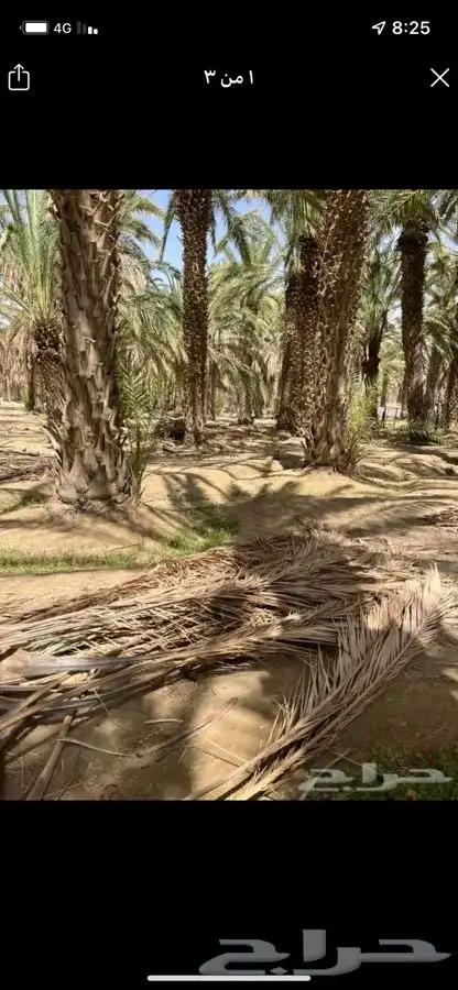 سعف نخل جريد توصل إلي جميع انحاء المملكة 2