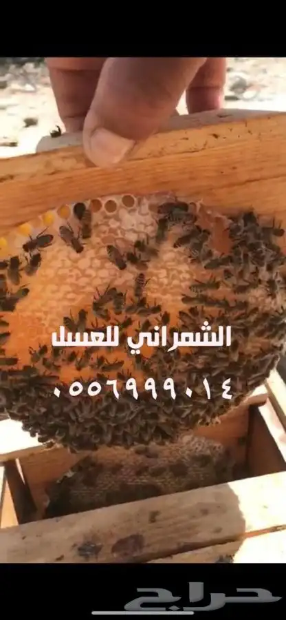 عسل عسل عسل سدر اصلي مضمون على المختبر 7