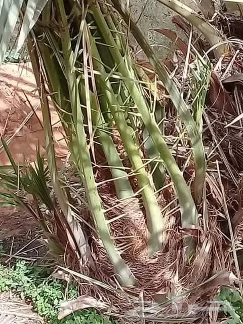 قلع وزراعة النخيل 8