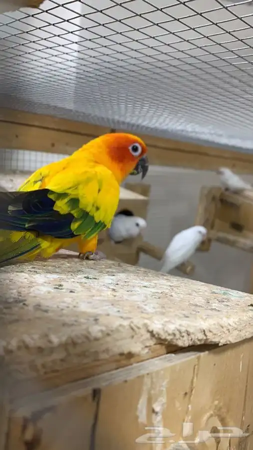 ذكرين صن كنيور منتجه ( تم البيع ) 0