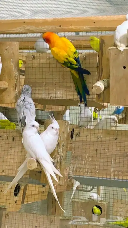 ذكرين صن كنيور منتجه ( تم البيع ) 4