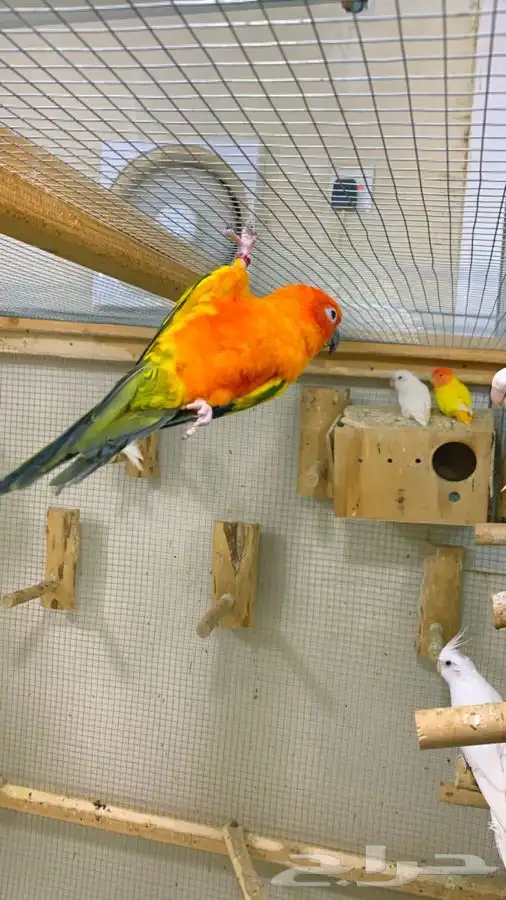 ذكرين صن كنيور منتجه ( تم البيع ) 3