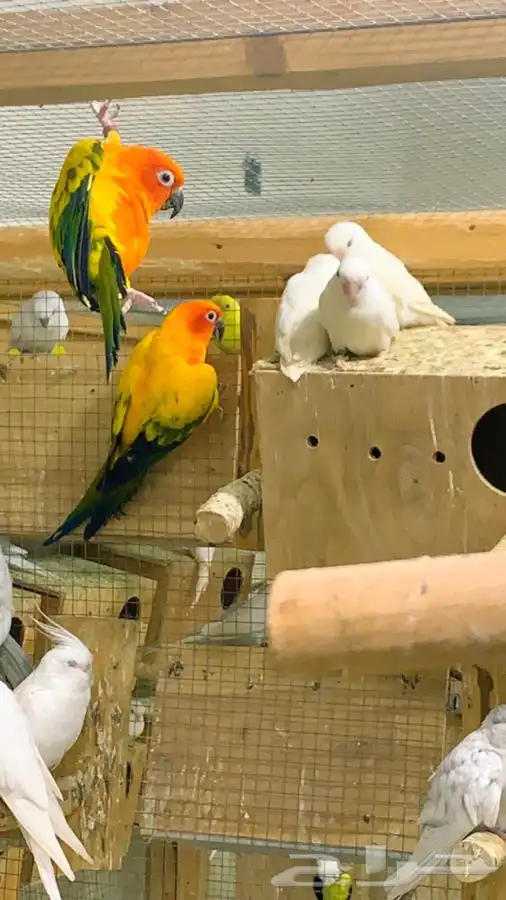 ذكرين صن كنيور منتجه ( تم البيع ) 2