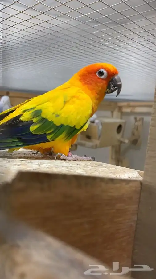 ذكرين صن كنيور منتجه ( تم البيع ) 1