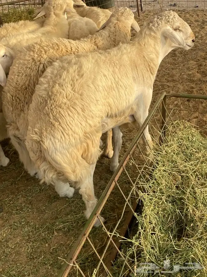 ذبايح حري طليان ورخال حرية طريق بريمان 7