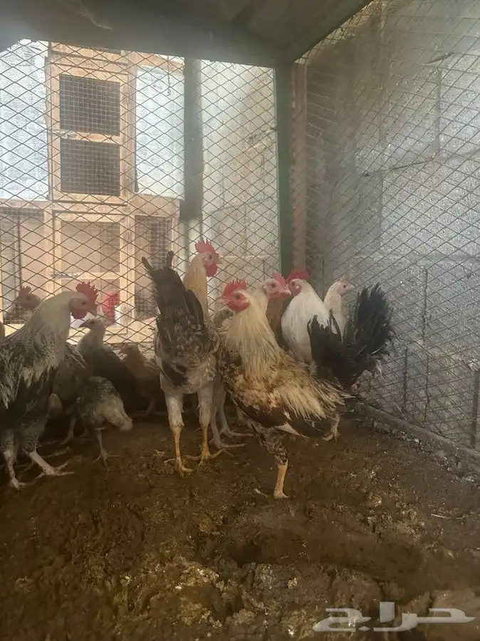 ديوك للبيع 0