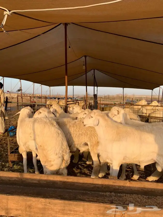 ذبايح حري طليان ورخال حرية طريق بريمان 6