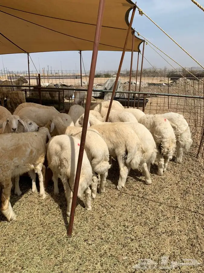 ذبايح حري طليان ورخال حرية طريق بريمان 4