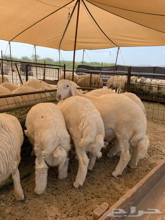 ذبايح حري طليان ورخال حرية طريق بريمان 1