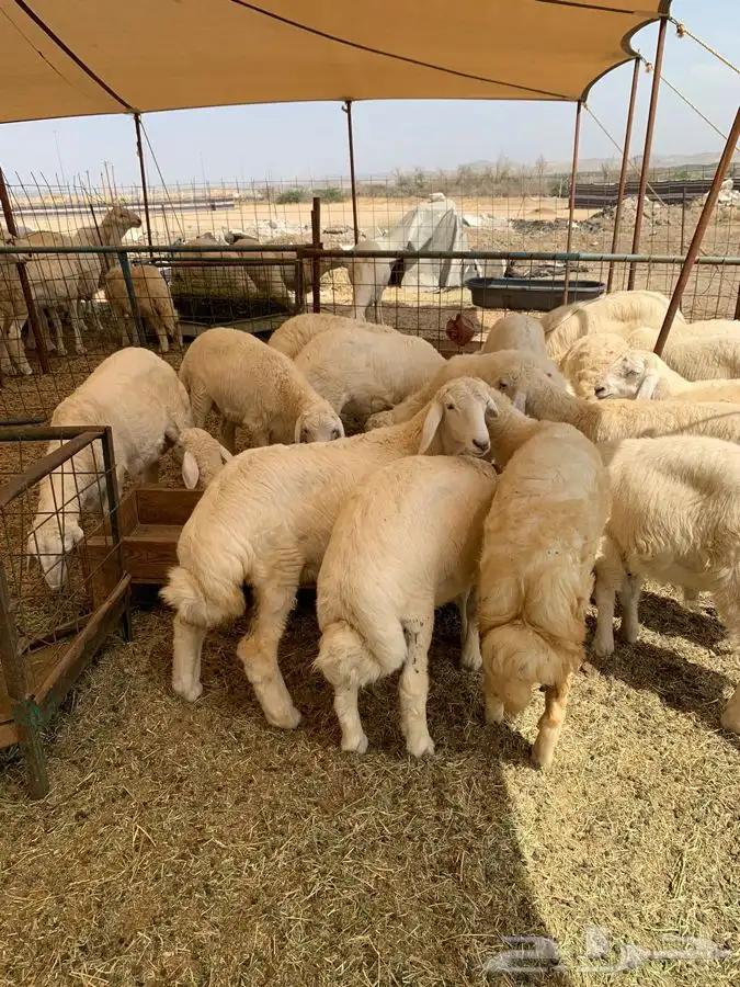 ذبايح حري طليان ورخال حرية طريق بريمان 5