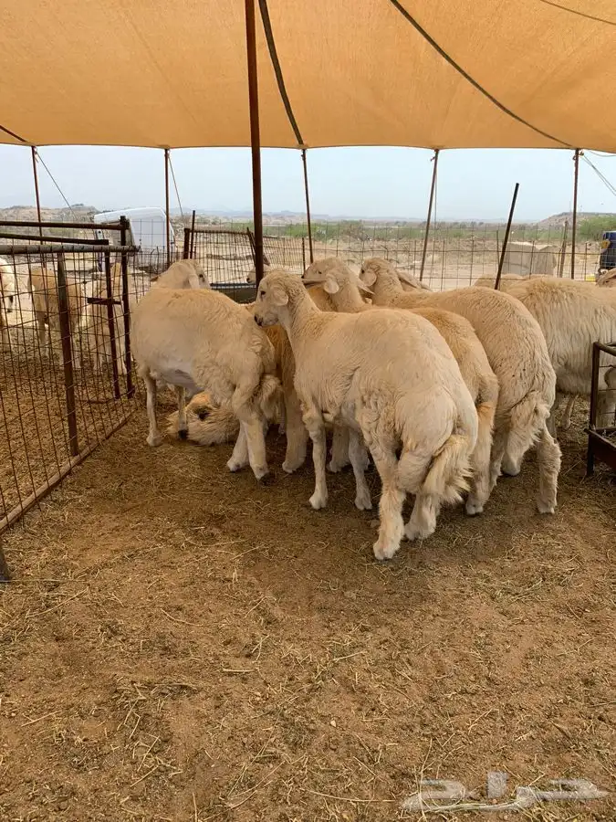 ذبايح حري طليان ورخال حرية طريق بريمان 2