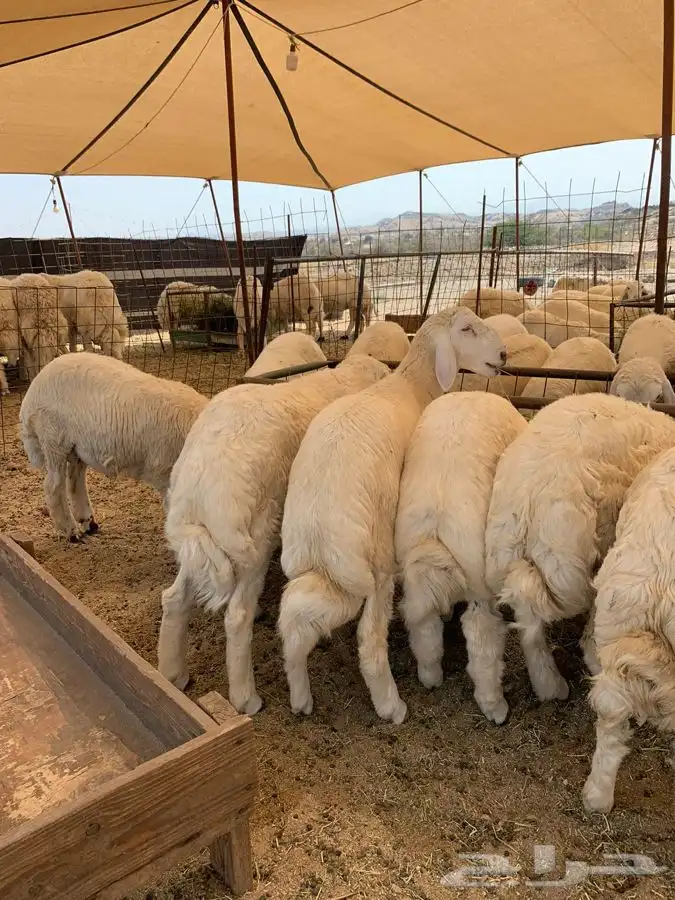 ذبايح حري طليان ورخال حرية طريق بريمان 0