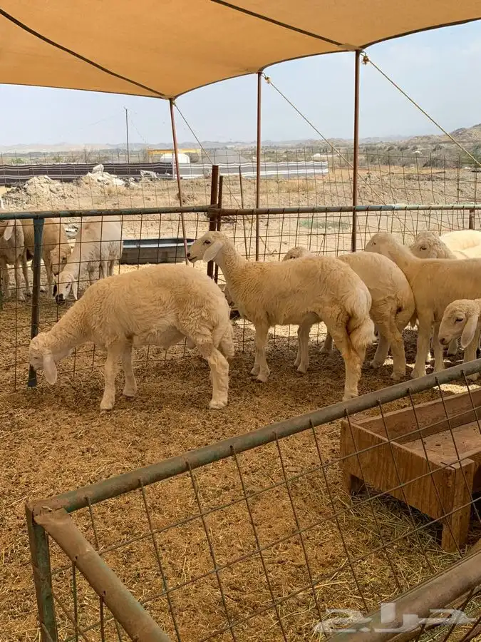 ذبايح حري طليان ورخال حرية طريق بريمان 3
