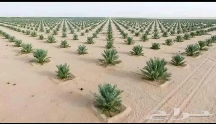 قلع وزراعة النخيل 1