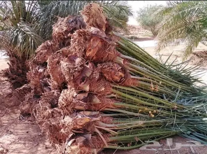 قلع وزراعة النخيل 6