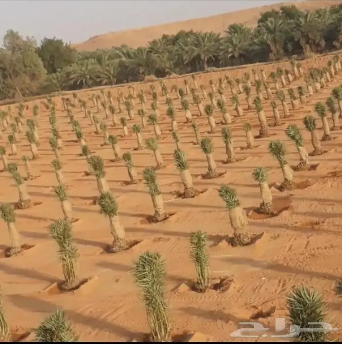 قلع وزراعة النخيل 3