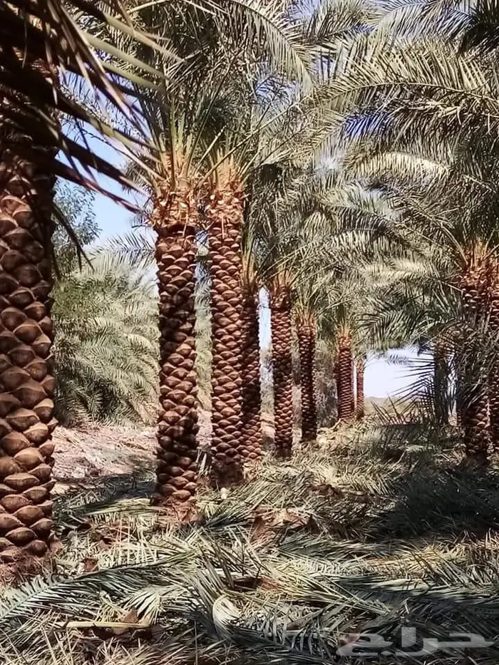 قلع وزراعة النخيل 2