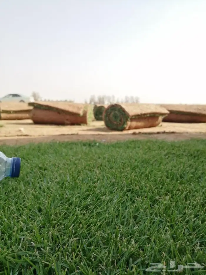 ثيل طبيعي نجيله 3