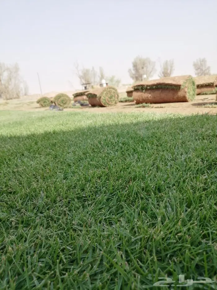 ثيل طبيعي نجيله 6