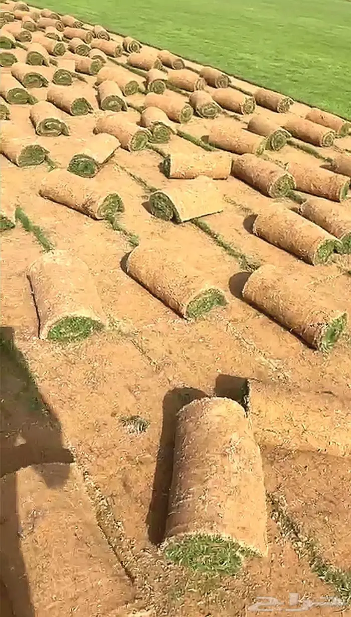 ثيل طبيعي نجيله 1