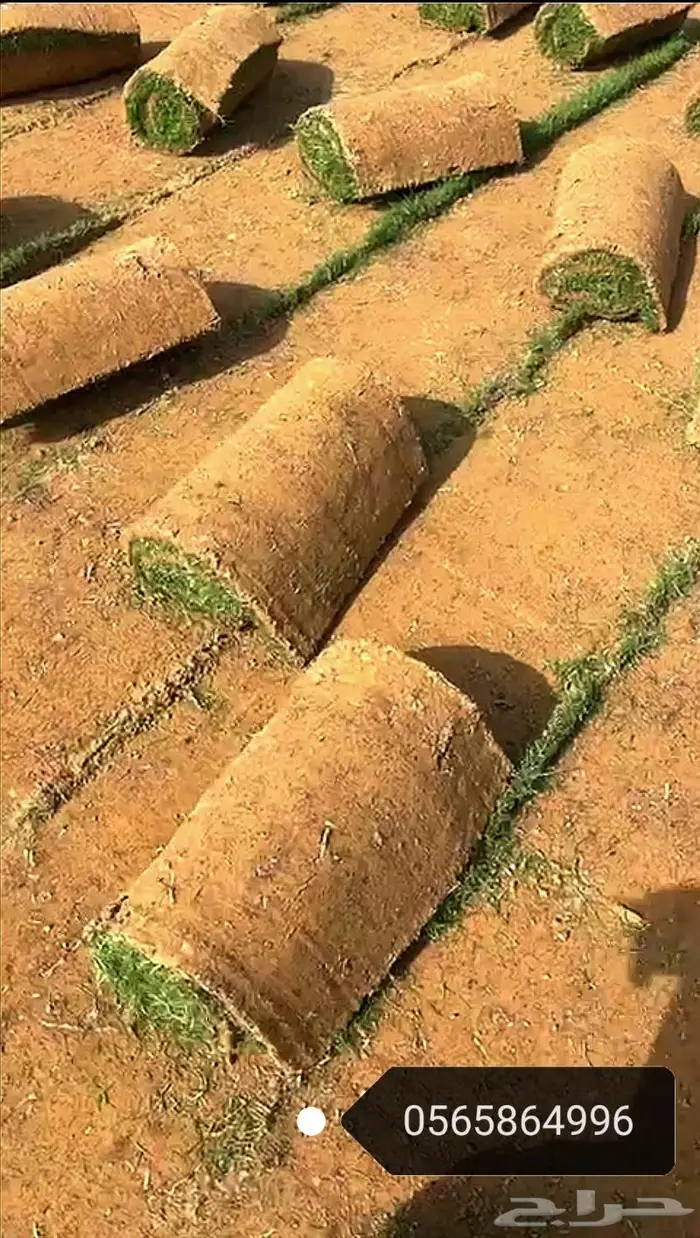 ثيل طبيعي نجيله 2