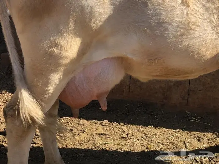 حليب ابقار 6