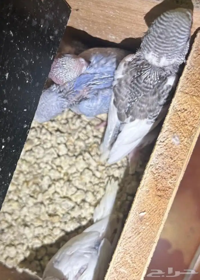 فروخ بادجي أليفه وغر 6