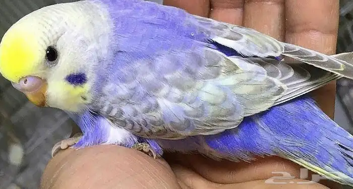 فروخ بادجي أليفه وغر 5
