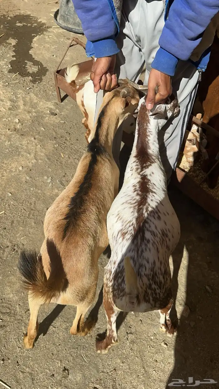 ذبائح تيوس بلديه على الشرط 1