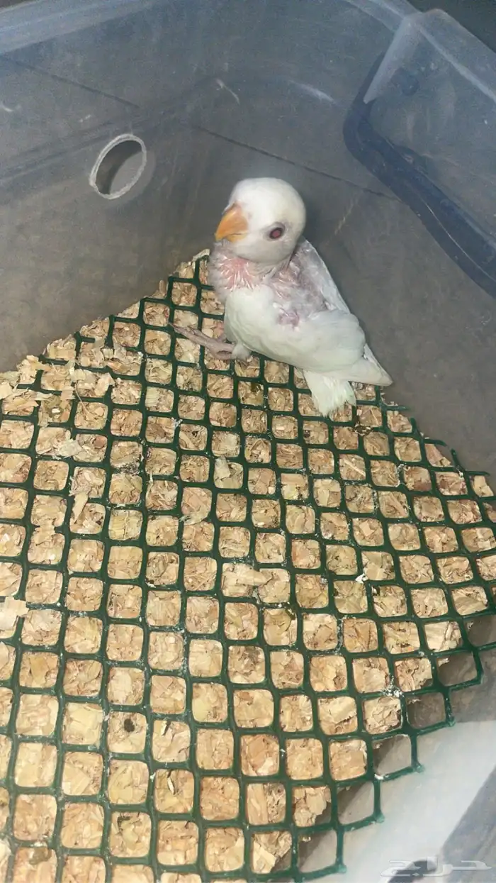 فروخ روز البينو عيون حمر 3