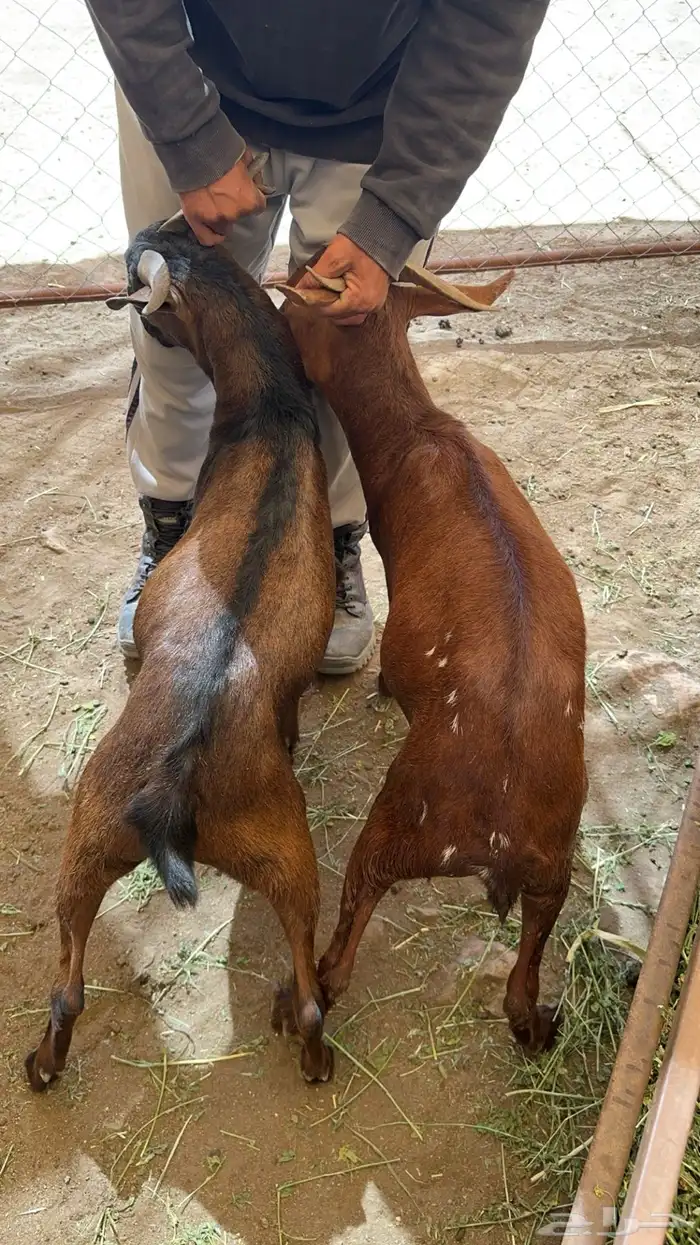 ذبائح تيوس بلديه على الشرط 0