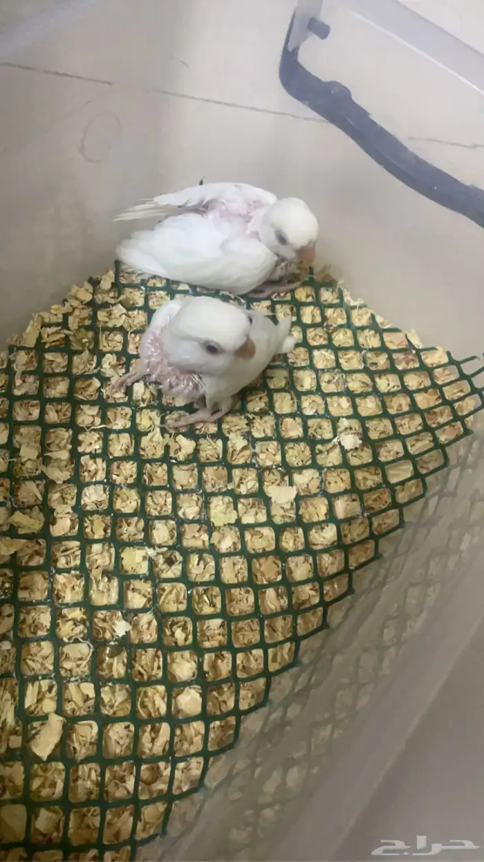 فروخ روز البينو عيون حمر 2