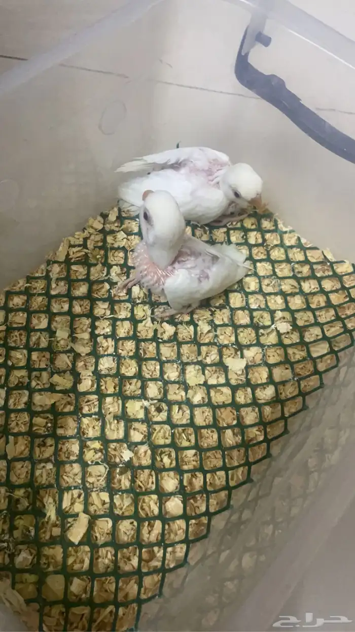 فروخ روز البينو عيون حمر 1