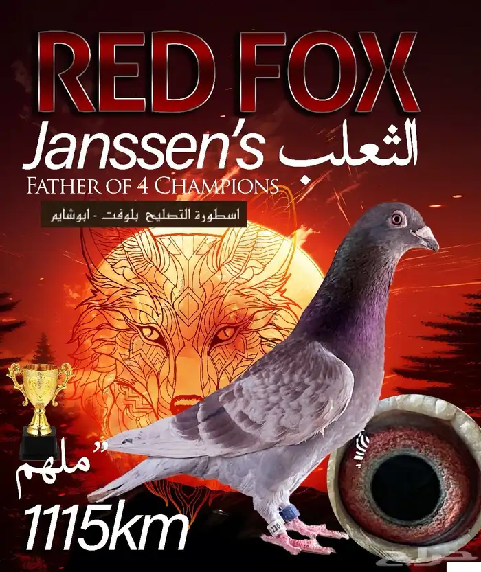 زاجل 1115 كيلو سباق كل المسافات 6