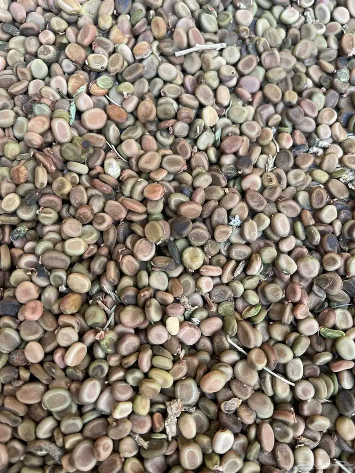 بذور طلح نجدي جديد ونضيف 0
