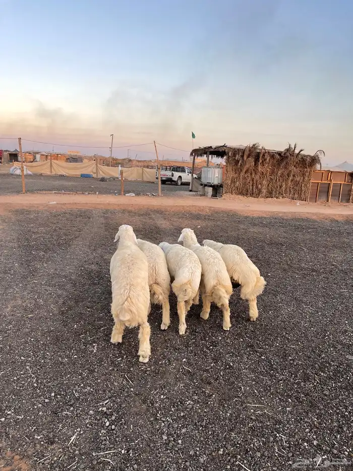 طليان حري وسط ولباني 9