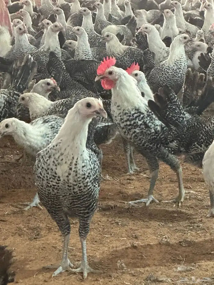 فيومي بياض 0