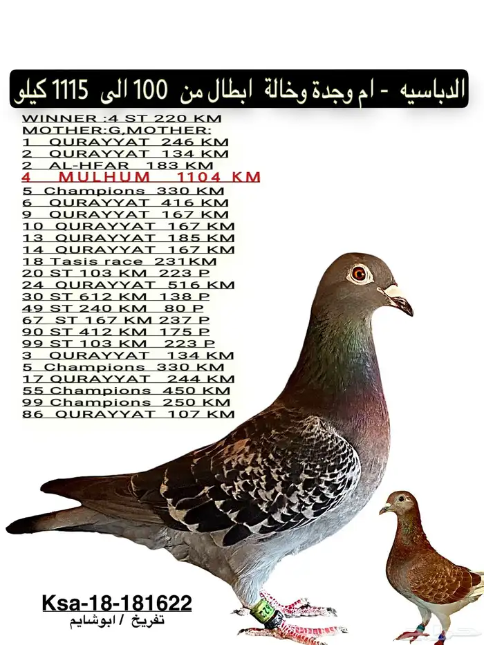 زاجل 1115 كيلو سباق كل المسافات 5