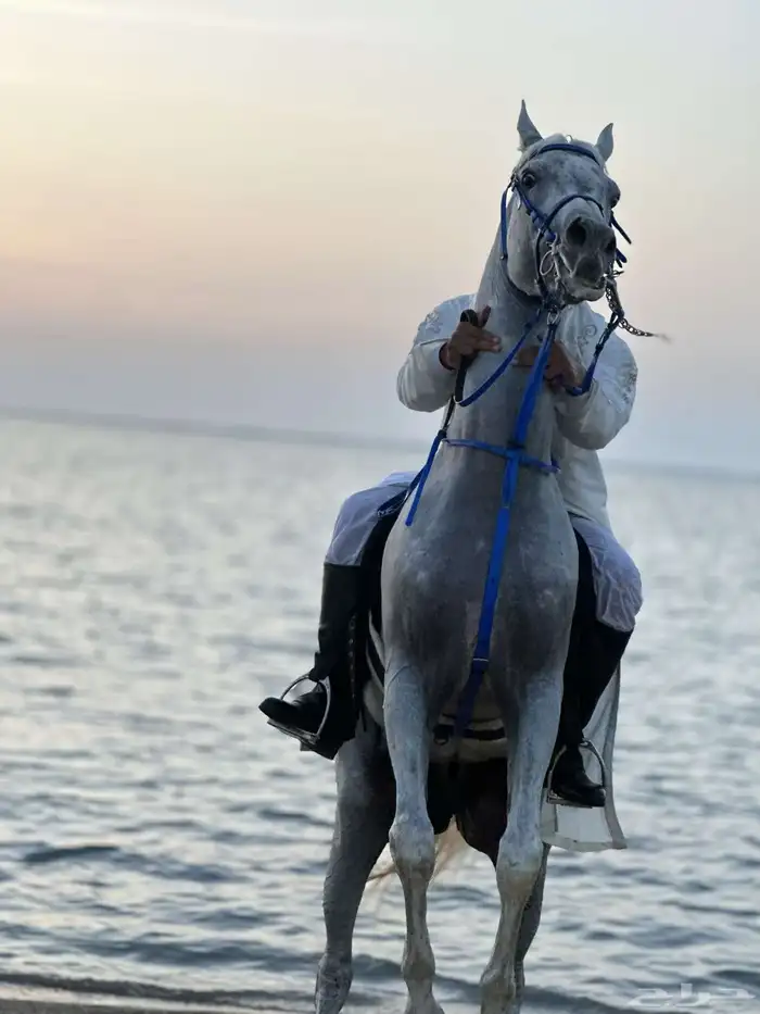 رحلات وإيجار خيول على البحر 2
