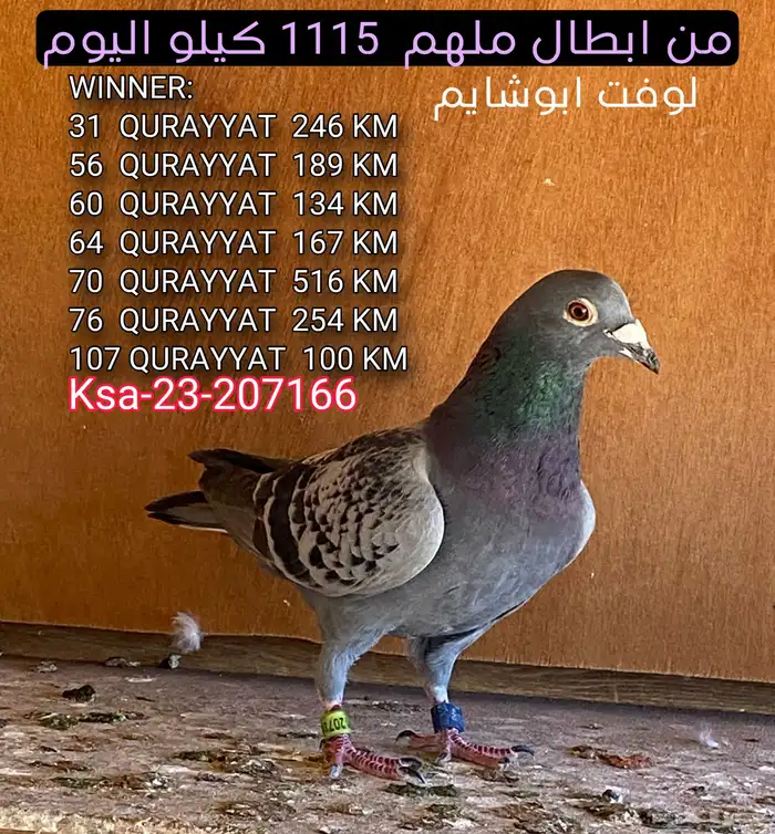 زاجل 1115 كيلو سباق كل المسافات 3