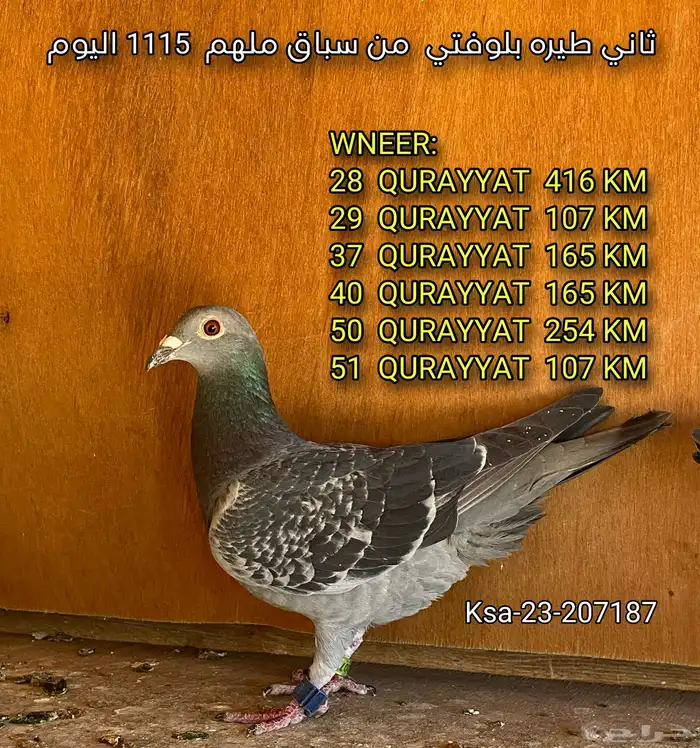 زاجل 1115 كيلو سباق كل المسافات 2