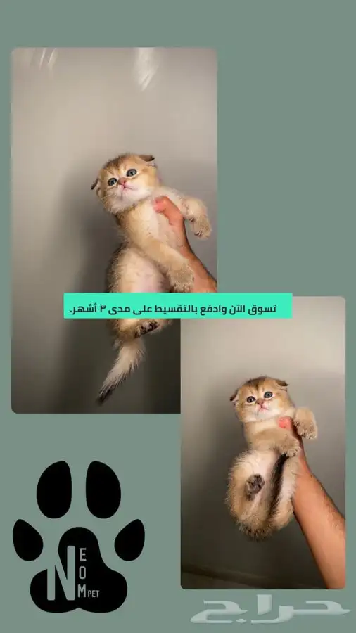 سكوتش فولد قولد كيتن شيرازي هملايا بيكي فيس راغدول بيرشن ذكر 1